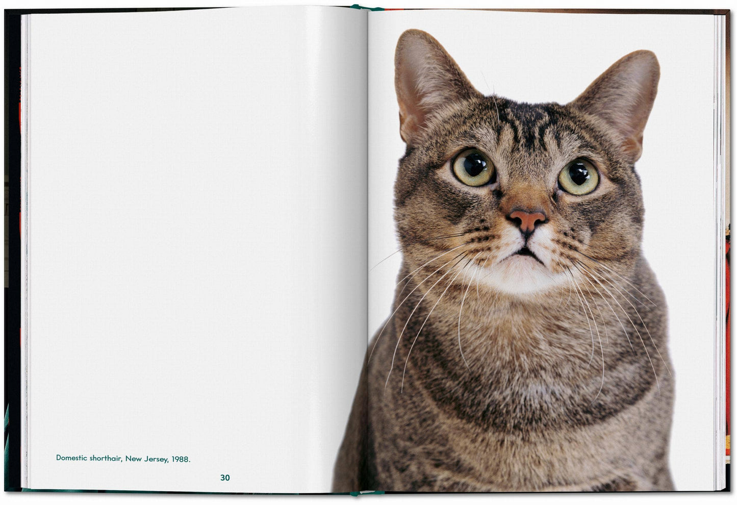 Cats: Photographs 1942-2018 By: Walter Chandoha