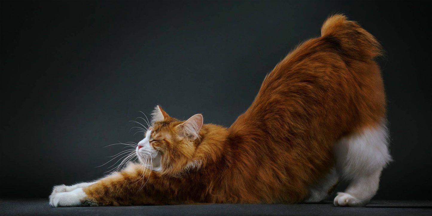 Feline by Tim Flatch