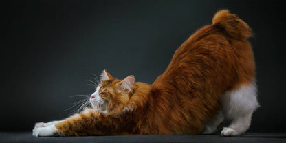 Feline by Tim Flatch