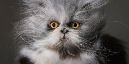 Feline by Tim Flatch