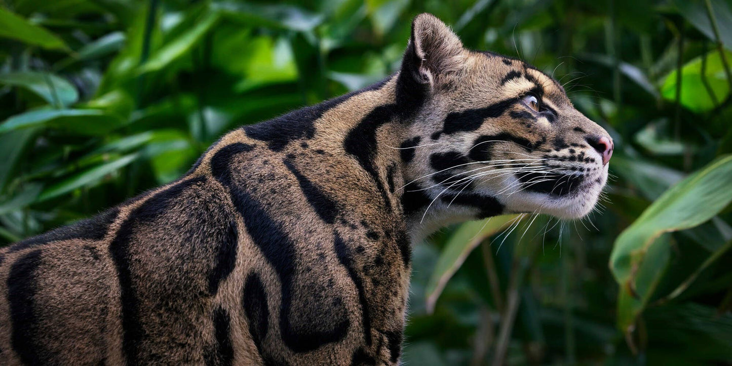 Feline by Tim Flatch