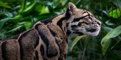 Feline by Tim Flatch