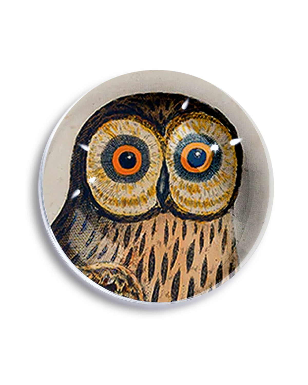 Round crystal dome paperweight featuring a illustrated wide-eyed brown owl with orange-ringed eyes