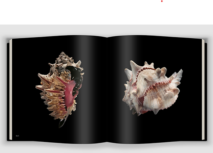 Shells by Paolo Portoghesi