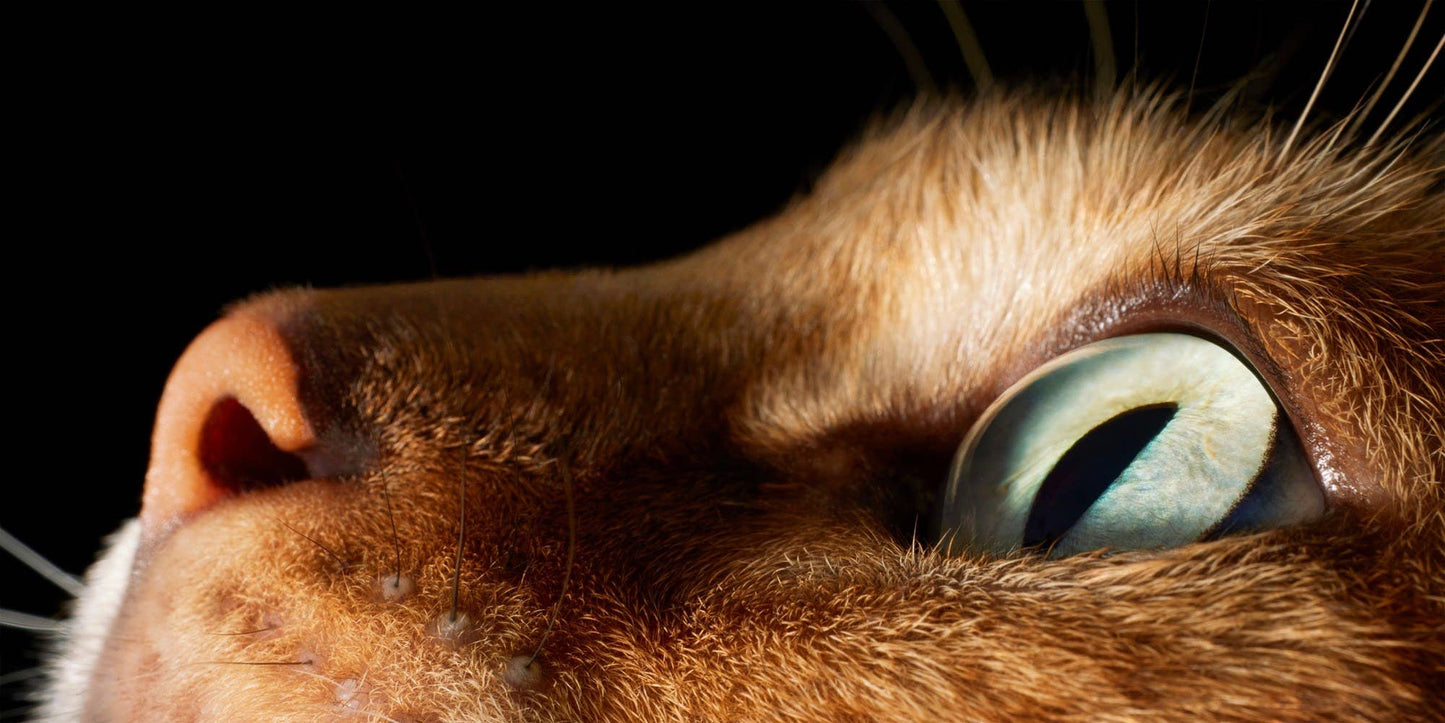 Feline by Tim Flatch