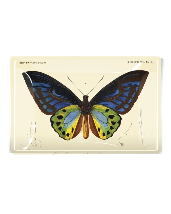 Tropical Butterfly No. 6 3.5" x 5.5" Decoupage Glass Tray