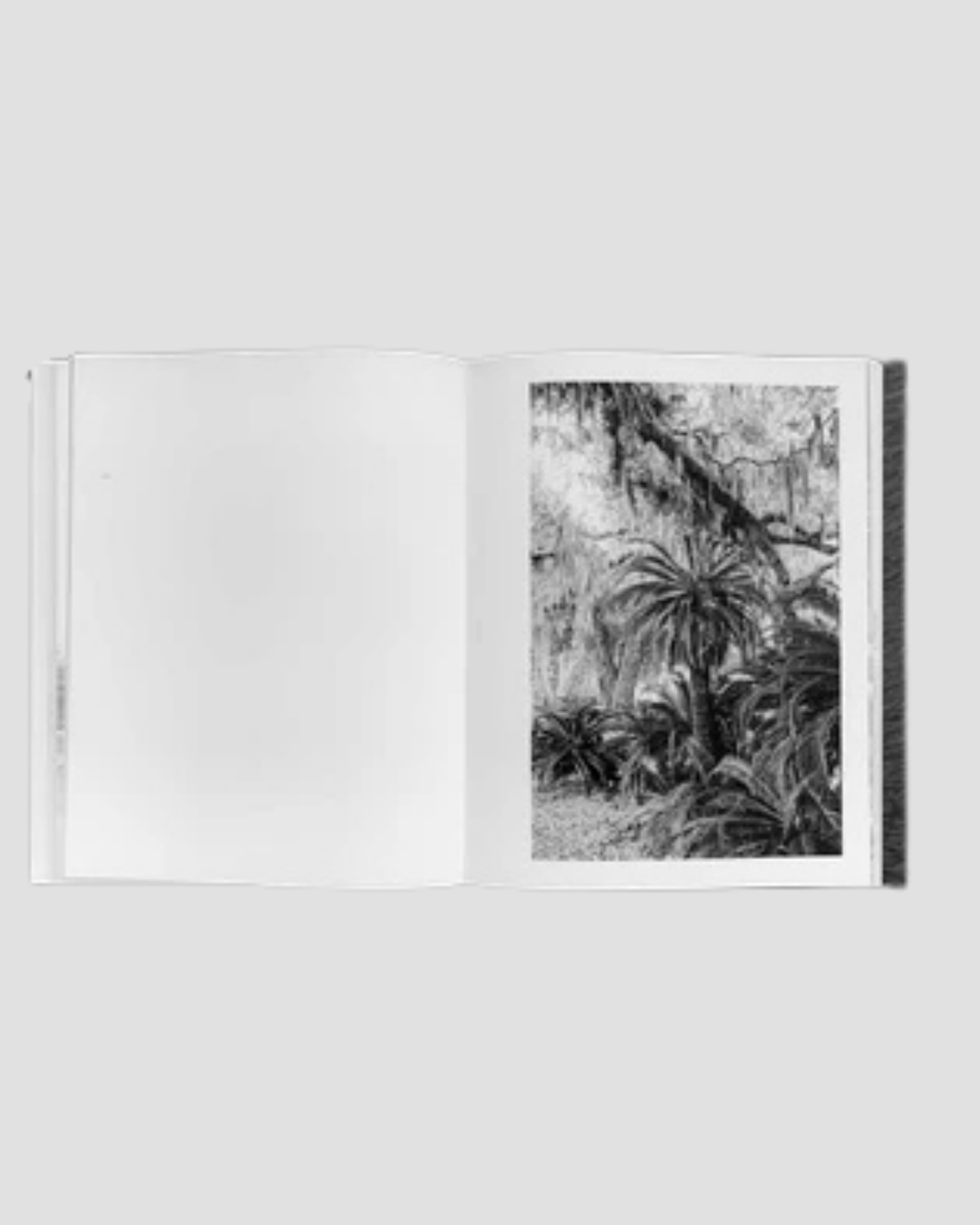 Wild Horses of Cumberland Island by Anouk Masson Krantz: Hardcover