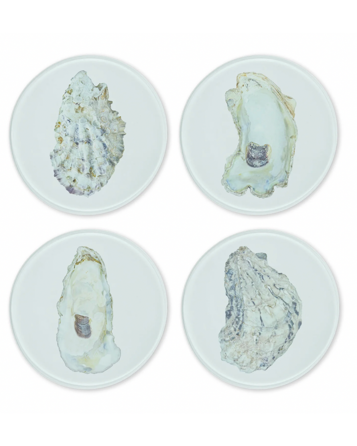 Set of four round glass coasters each featuring a unique oyster shell illustration