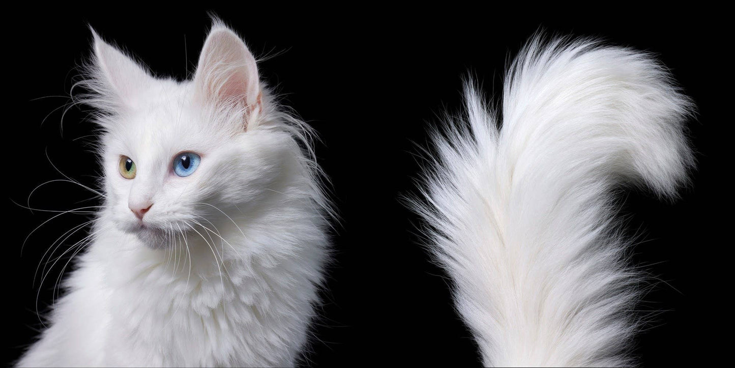 Feline by Tim Flatch